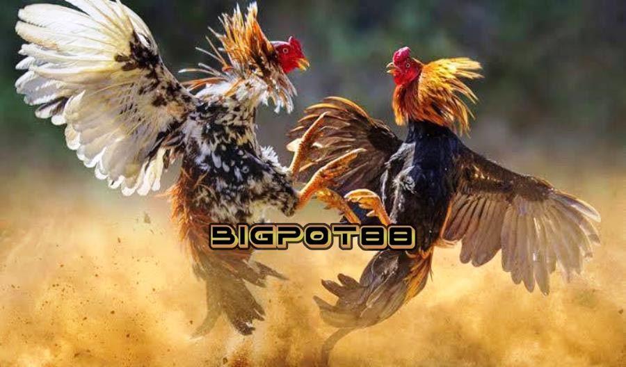 BIGPOT88: Arena Adu Sabung Ayam Online SV388 Wala Meron 24 Jam